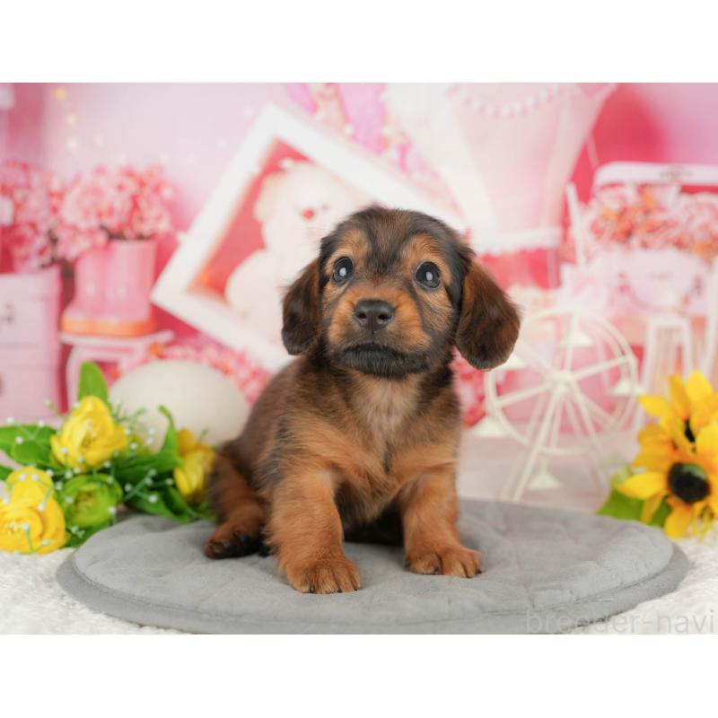 販売中の静岡県のミニチュアダックスフンド(ロングヘアード)-423132の13枚目