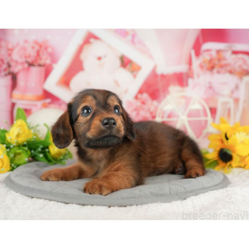 販売中の静岡県のミニチュアダックスフンド(ロングヘアード)-423132の12枚目