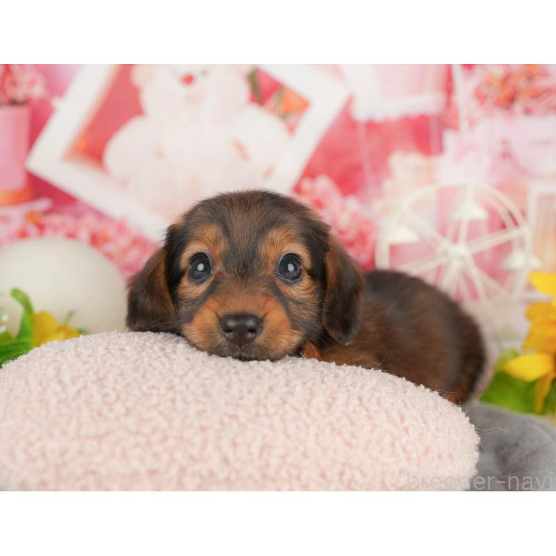 販売中の静岡県のミニチュアダックスフンド(ロングヘアード)-423132の11枚目