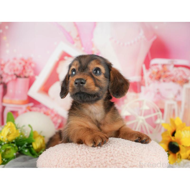 販売中の静岡県のミニチュアダックスフンド(ロングヘアード)-423132の10枚目