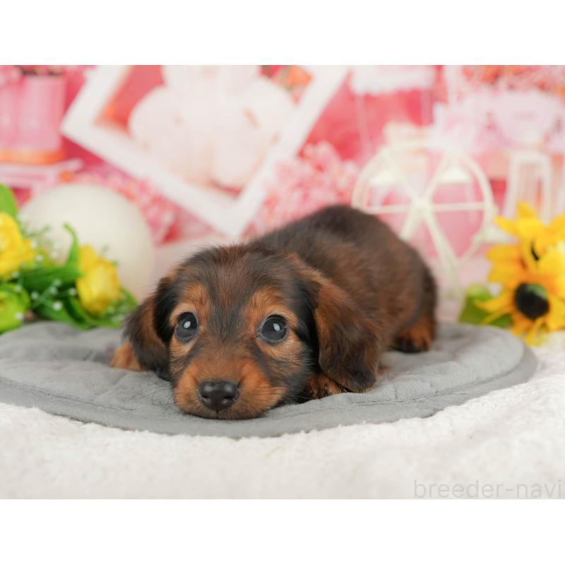 販売中の静岡県のミニチュアダックスフンド(ロングヘアード)-423132の9枚目