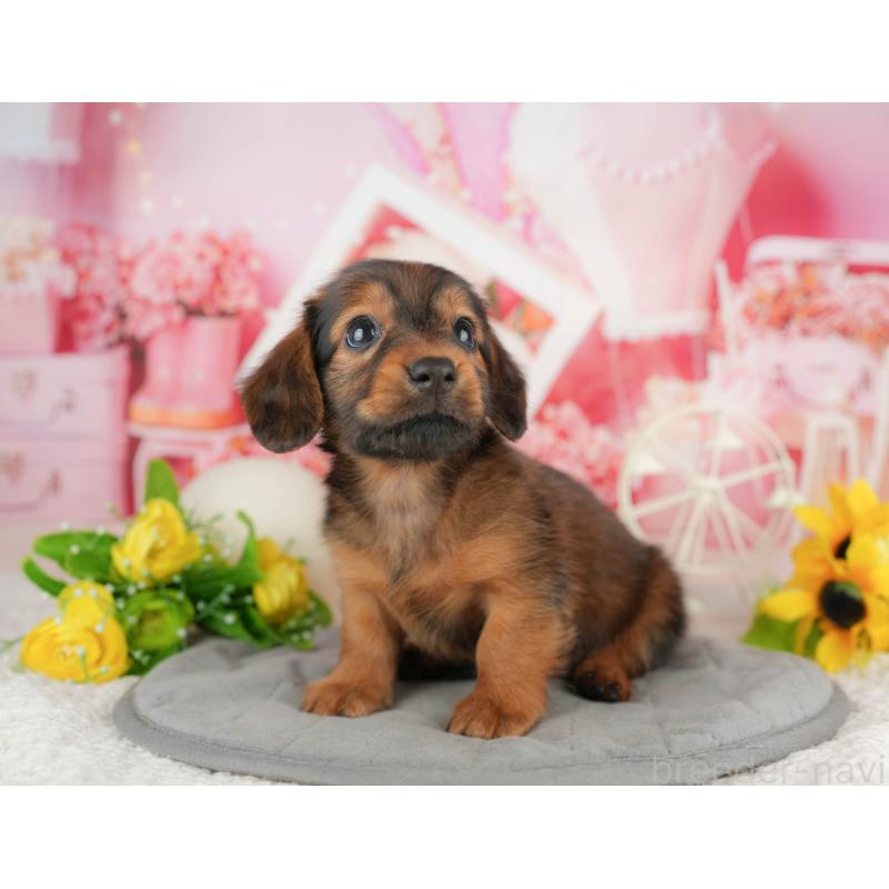 販売中の静岡県のミニチュアダックスフンド(ロングヘアード)-423132の8枚目