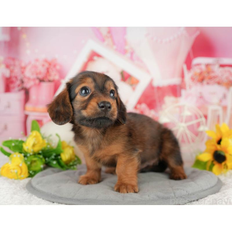 販売中の静岡県のミニチュアダックスフンド(ロングヘアード)-423132の7枚目