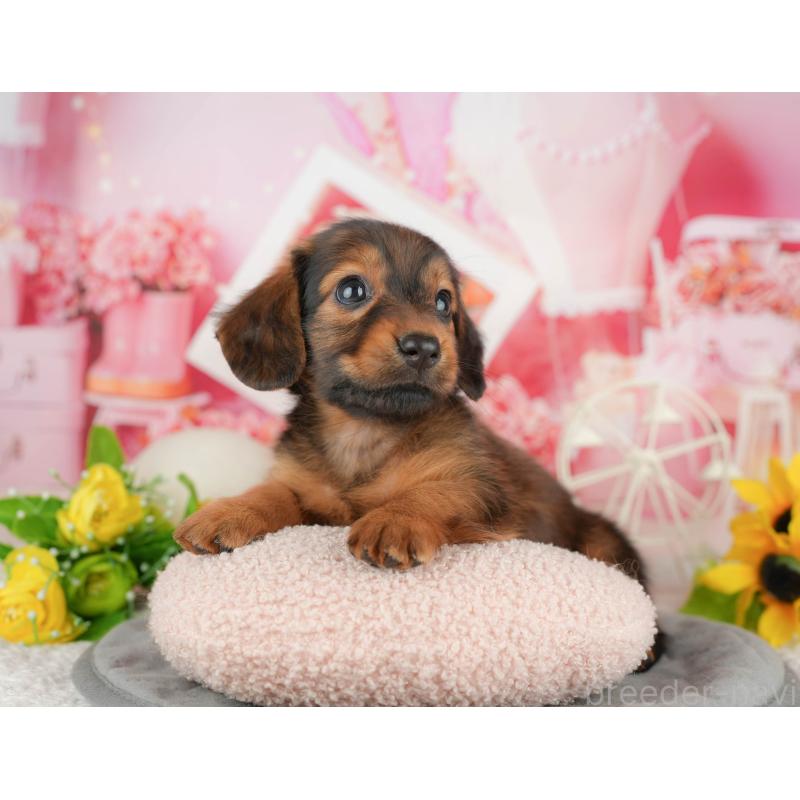 販売中の静岡県のミニチュアダックスフンド(ロングヘアード)-423132の6枚目