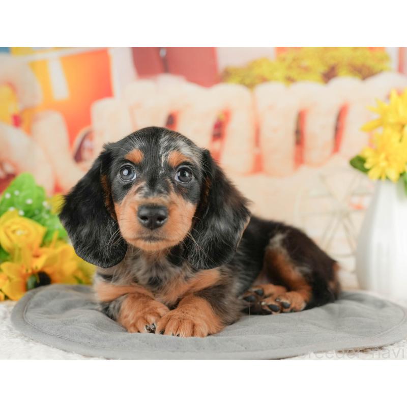 販売中の静岡県のミニチュアダックスフンド(ロングヘアード)-423131の14枚目