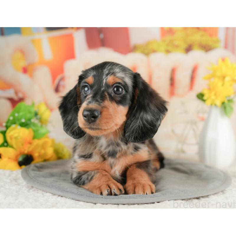 販売中の静岡県のミニチュアダックスフンド(ロングヘアード)-423131の13枚目