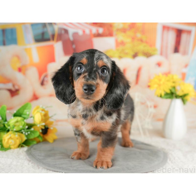 販売中の静岡県のミニチュアダックスフンド(ロングヘアード)-423131の12枚目