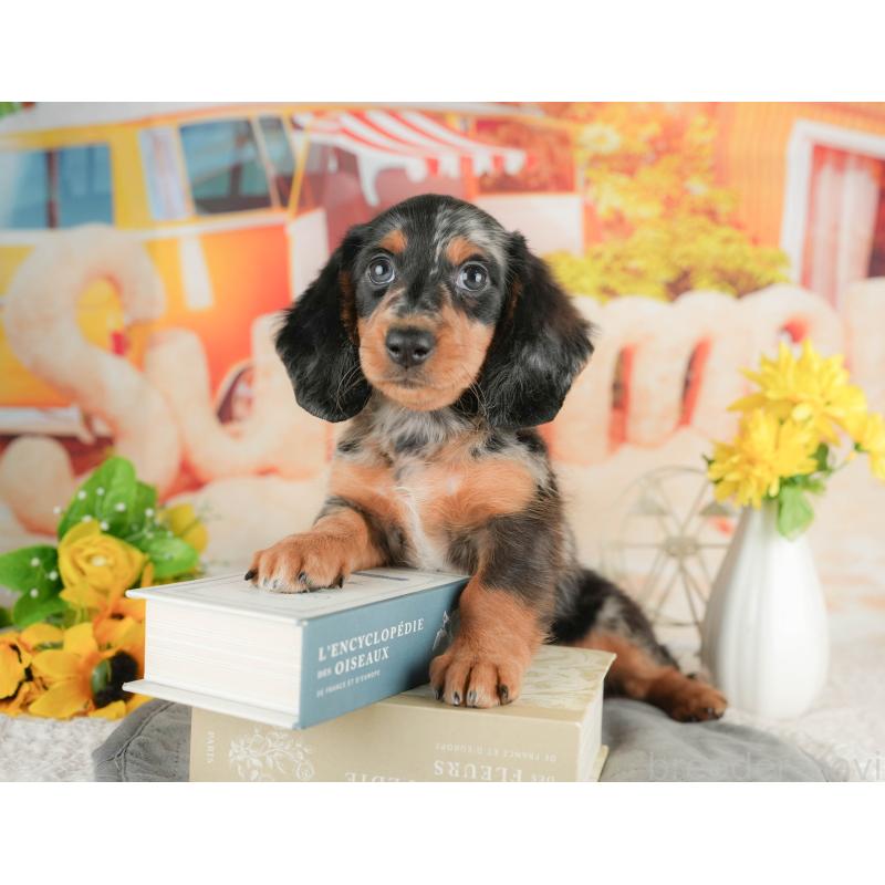 販売中の静岡県のミニチュアダックスフンド(ロングヘアード)-423131の11枚目