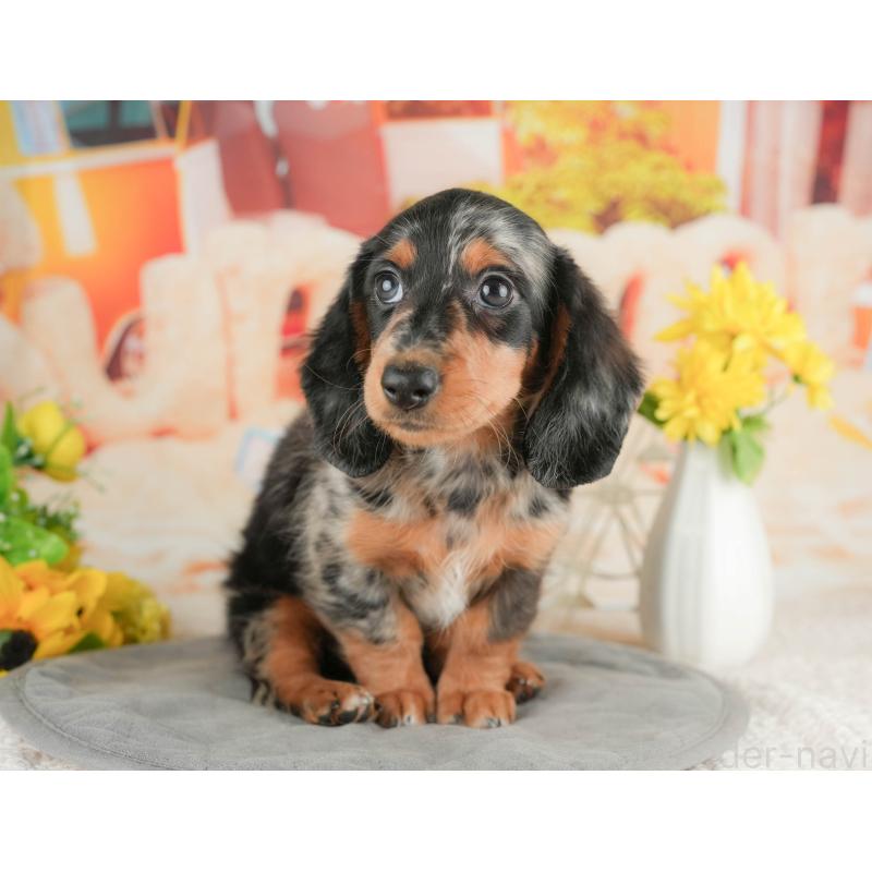 販売中の静岡県のミニチュアダックスフンド(ロングヘアード)-423131の10枚目