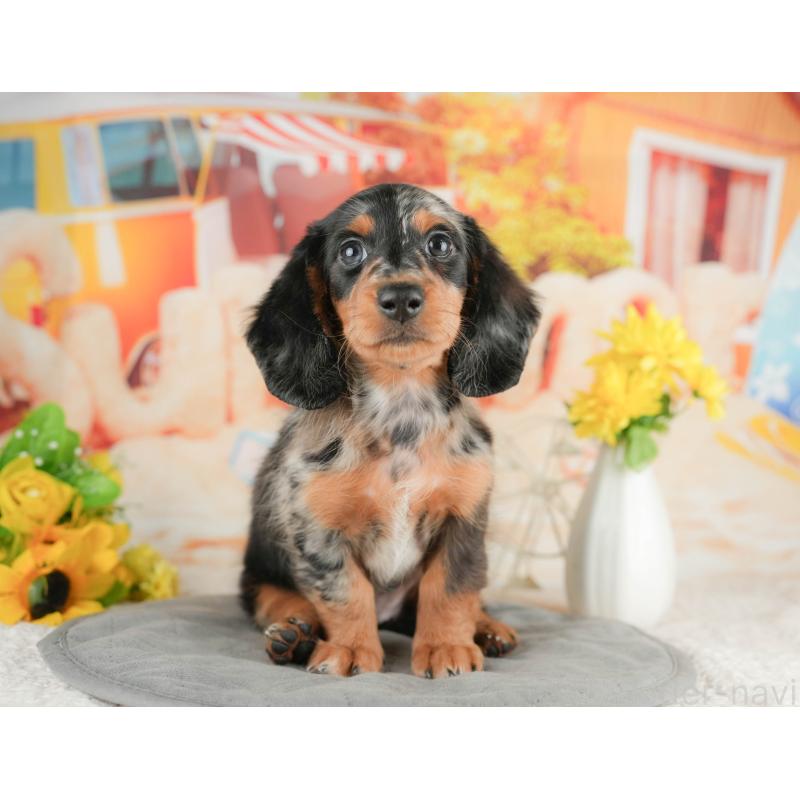 販売中の静岡県のミニチュアダックスフンド(ロングヘアード)-423131の9枚目