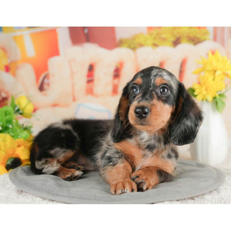 販売中の静岡県のミニチュアダックスフンド(ロングヘアード)-423131の8枚目