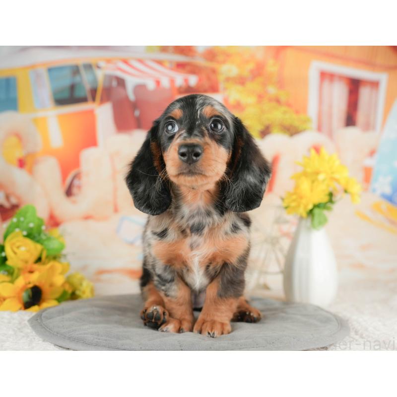 販売中の静岡県のミニチュアダックスフンド(ロングヘアード)-423131の6枚目