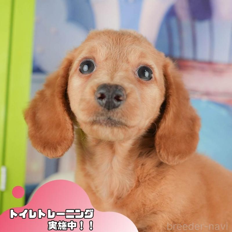 販売中の静岡県のミニチュアダックスフンド(ロングヘアード)-423129