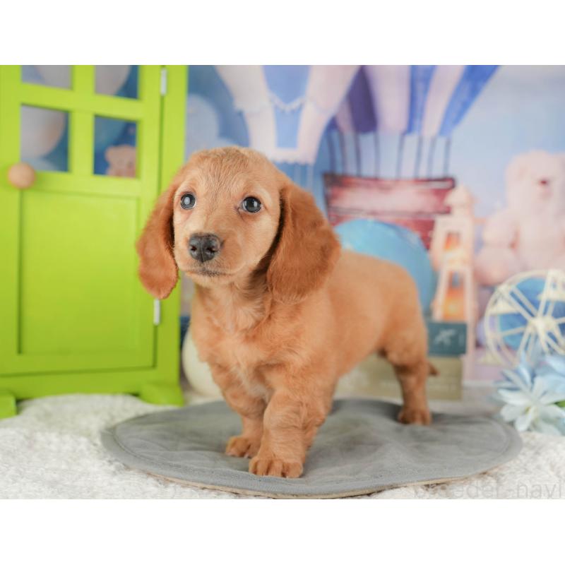 販売中の静岡県のミニチュアダックスフンド(ロングヘアード)-423129の14枚目