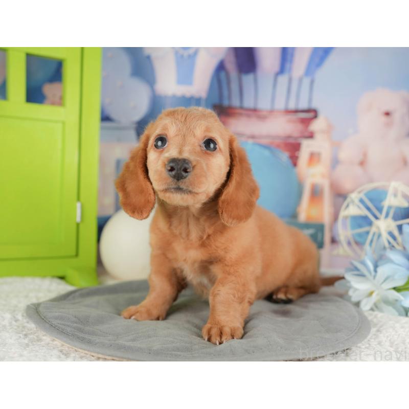 販売中の静岡県のミニチュアダックスフンド(ロングヘアード)-423129の13枚目