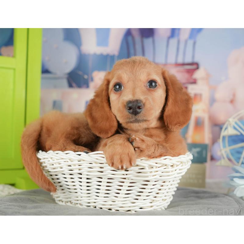 販売中の静岡県のミニチュアダックスフンド(ロングヘアード)-423129の12枚目