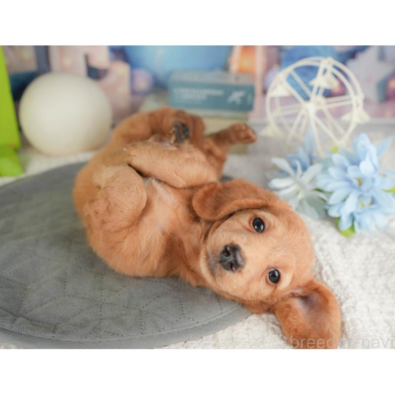 販売中の静岡県のミニチュアダックスフンド(ロングヘアード)-423129の11枚目