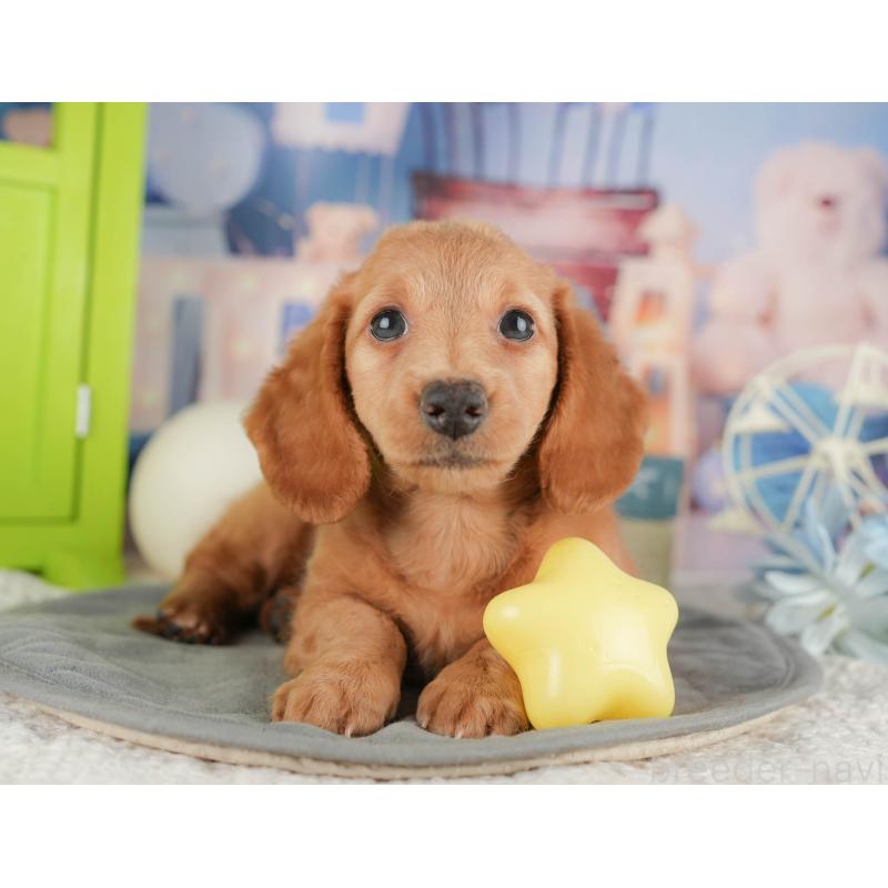 販売中の静岡県のミニチュアダックスフンド(ロングヘアード)-423129の10枚目