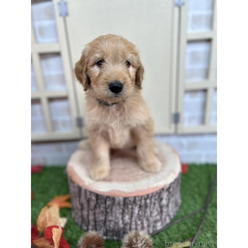 販売中の北海道のゴールデンドゥードル:ゴールデンレトリーバー×プードル-422630の5枚目