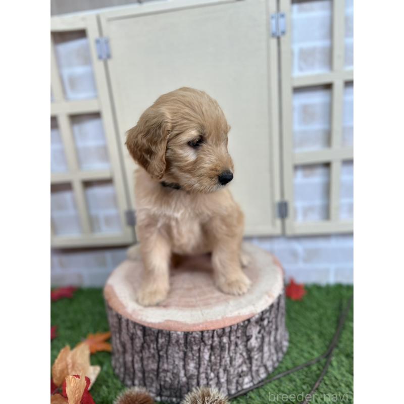 販売中の北海道のゴールデンドゥードル:ゴールデンレトリーバー×プードル-422630の4枚目