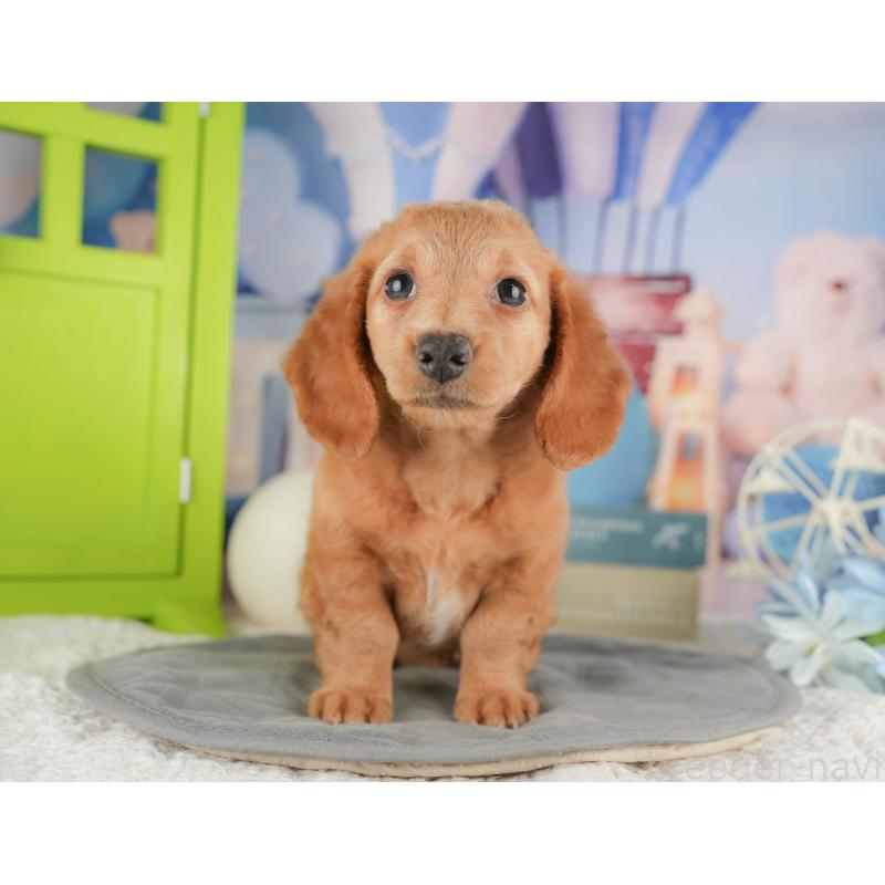 販売中の静岡県のミニチュアダックスフンド(ロングヘアード)-423129の9枚目