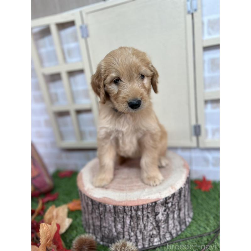 販売中の北海道のゴールデンドゥードル:ゴールデンレトリーバー×プードル-422630の3枚目