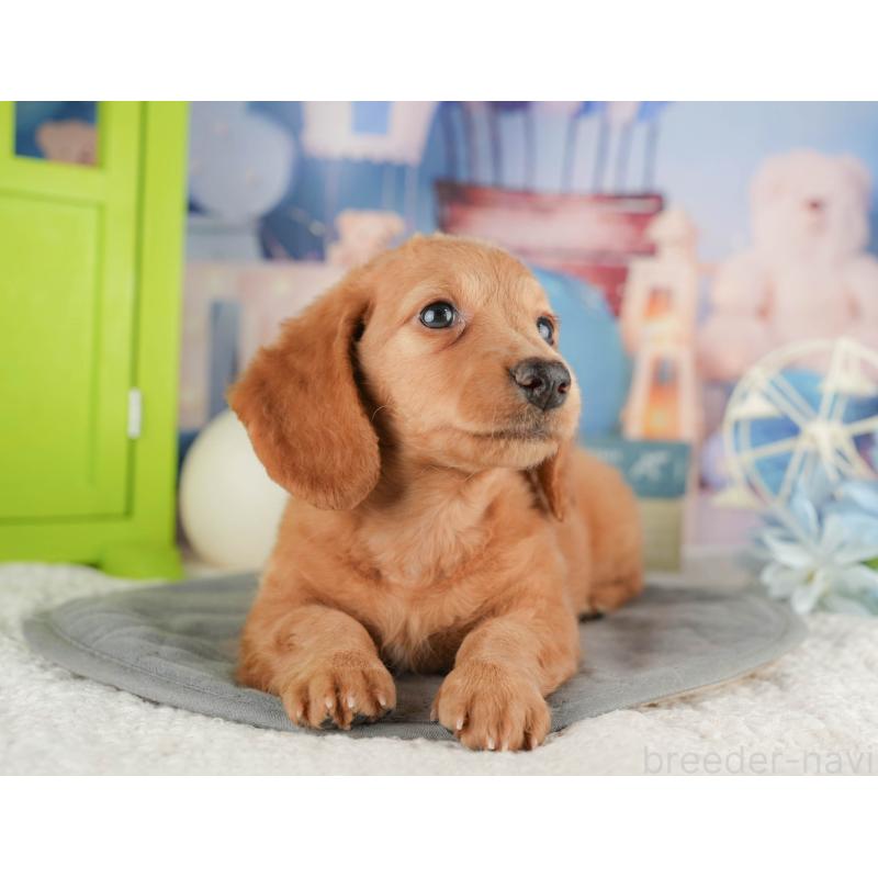 販売中の静岡県のミニチュアダックスフンド(ロングヘアード)-423129の8枚目