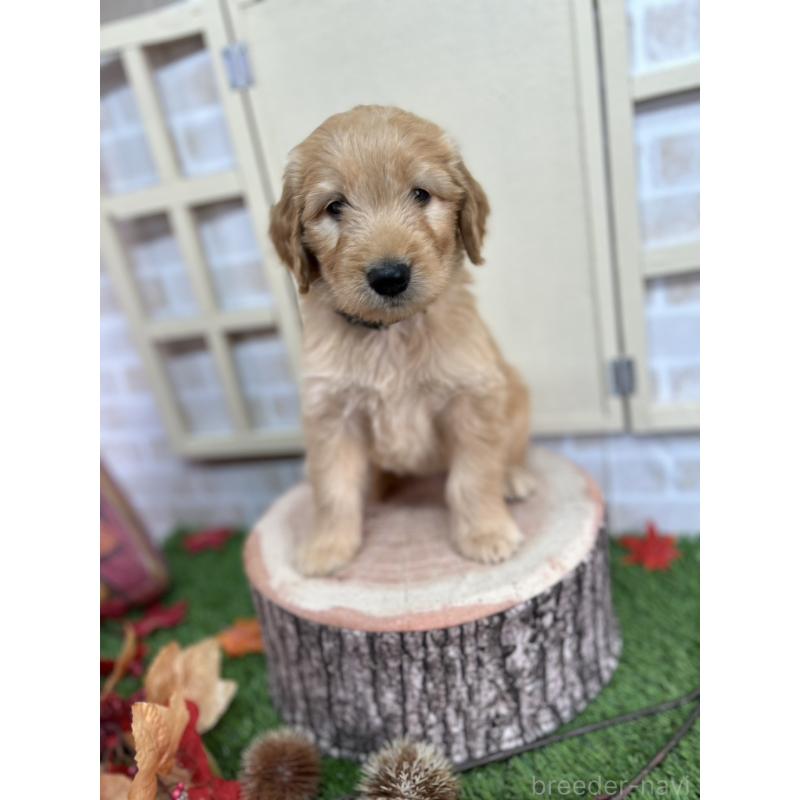 販売中の北海道のゴールデンドゥードル:ゴールデンレトリーバー×プードル-422630の2枚目