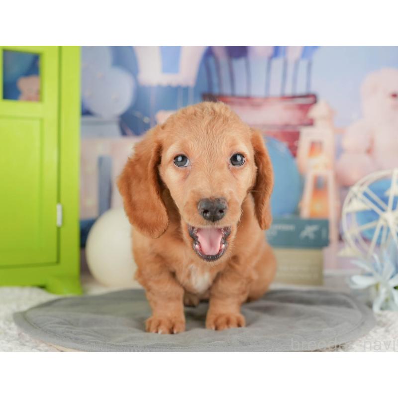 販売中の静岡県のミニチュアダックスフンド(ロングヘアード)-423129の7枚目