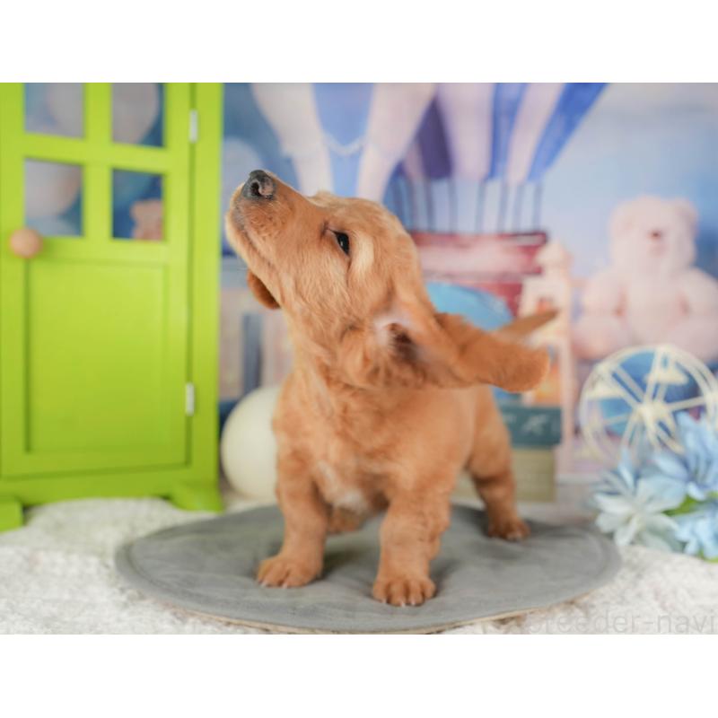 販売中の静岡県のミニチュアダックスフンド(ロングヘアード)-423129の6枚目