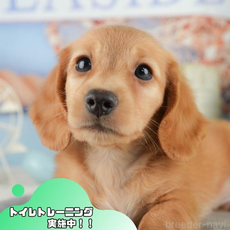 販売中の静岡県のミニチュアダックスフンド(ロングヘアード)-423128