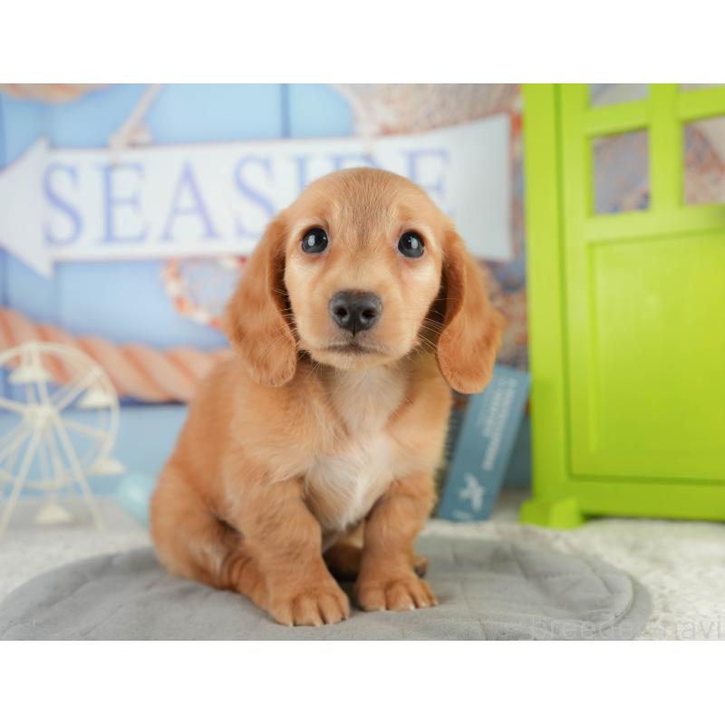 販売中の静岡県のミニチュアダックスフンド(ロングヘアード)-423128の13枚目