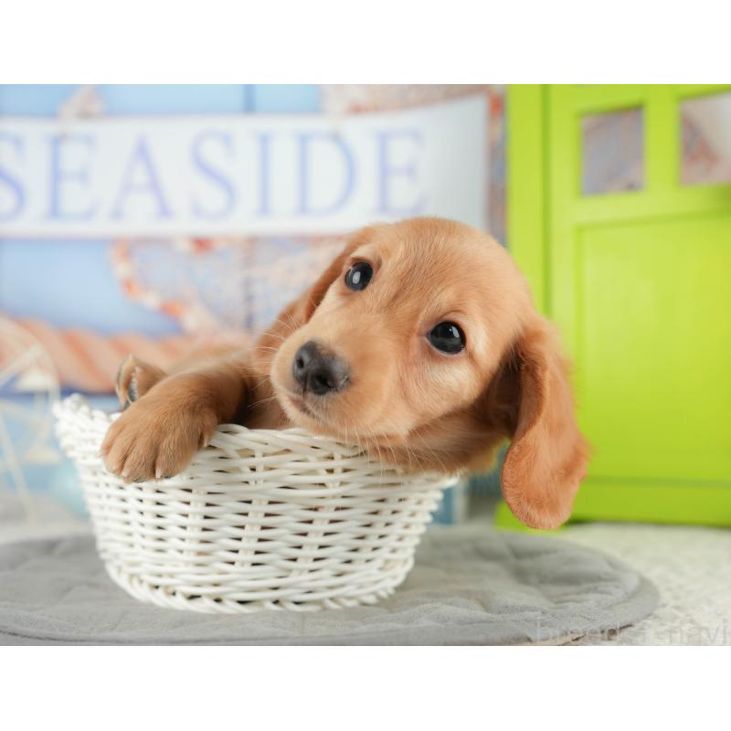 販売中の静岡県のミニチュアダックスフンド(ロングヘアード)-423128の12枚目