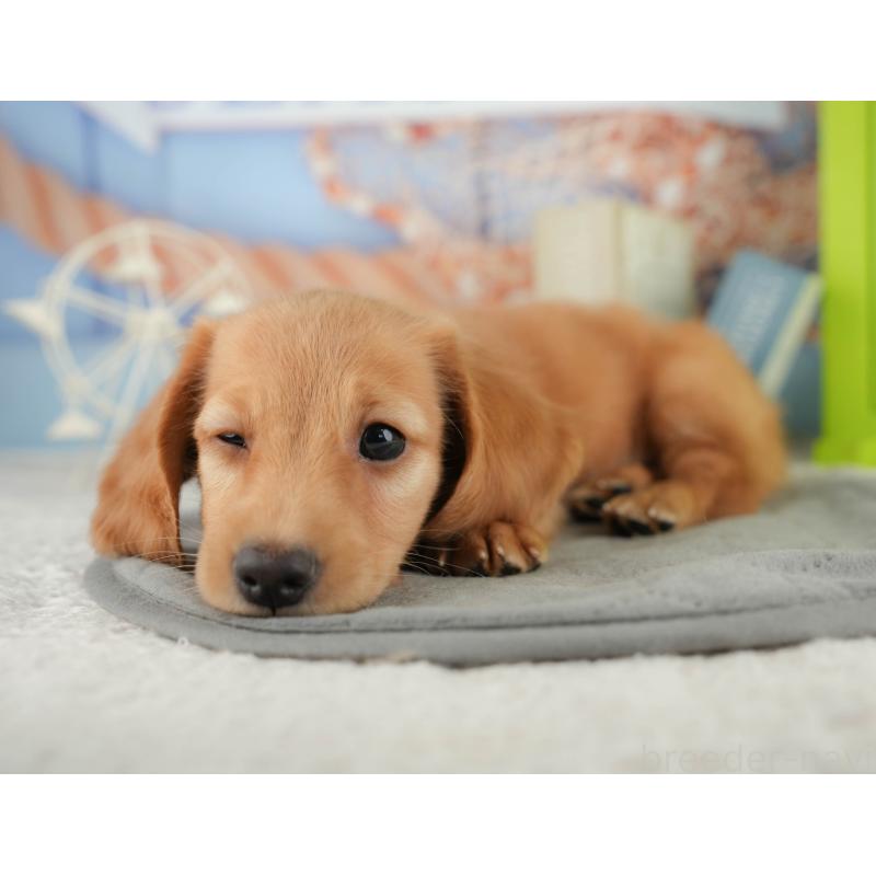 販売中の静岡県のミニチュアダックスフンド(ロングヘアード)-423128の11枚目