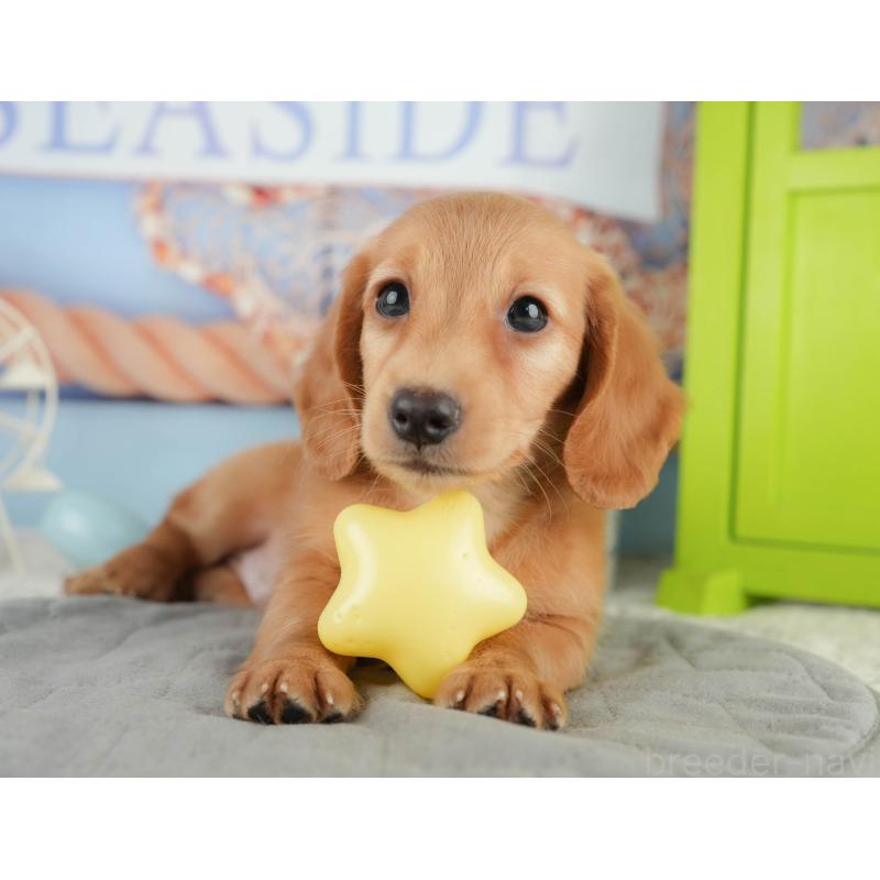 販売中の静岡県のミニチュアダックスフンド(ロングヘアード)-423128の10枚目