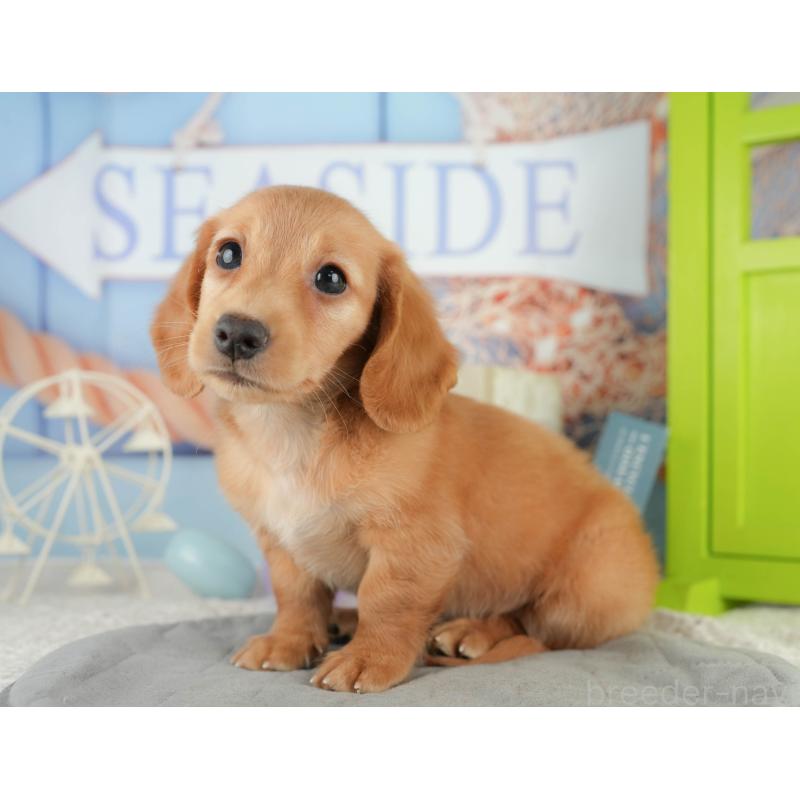 販売中の静岡県のミニチュアダックスフンド(ロングヘアード)-423128の9枚目