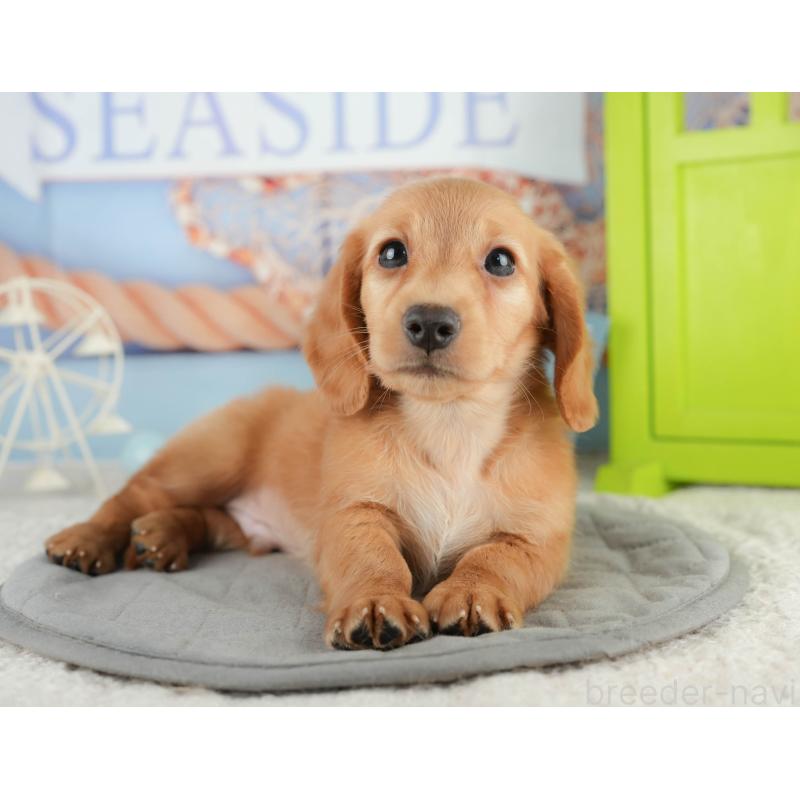 販売中の静岡県のミニチュアダックスフンド(ロングヘアード)-423128の8枚目