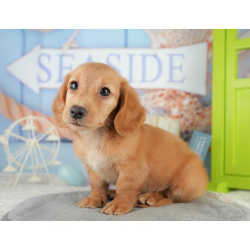 販売中の静岡県のミニチュアダックスフンド(ロングヘアード)-423128の7枚目