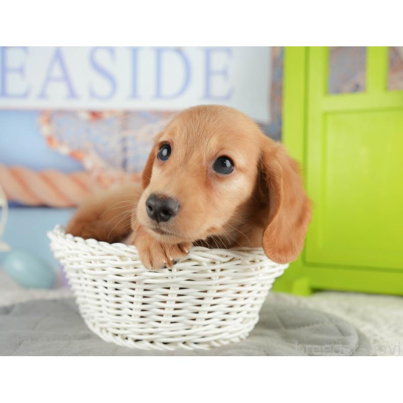 販売中の静岡県のミニチュアダックスフンド(ロングヘアード)-423128の6枚目