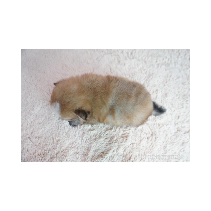 販売中の奈良県のミックス犬-422633の5枚目
