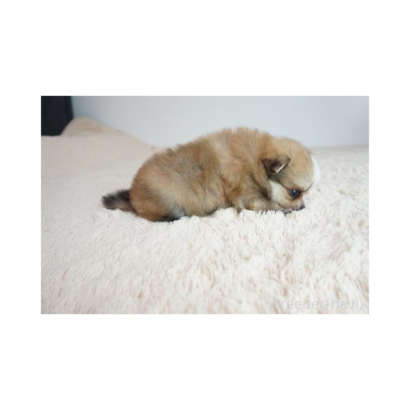 販売中の奈良県のミックス犬-422633の4枚目