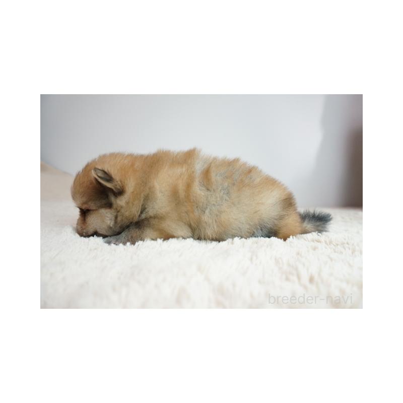 販売中の奈良県のミックス犬-422633の3枚目