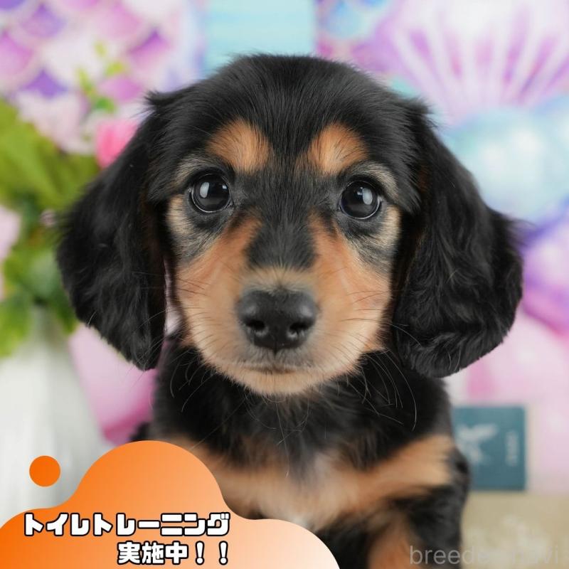 販売中の静岡県のミニチュアダックスフンド(ロングヘアード)-423127の1枚目