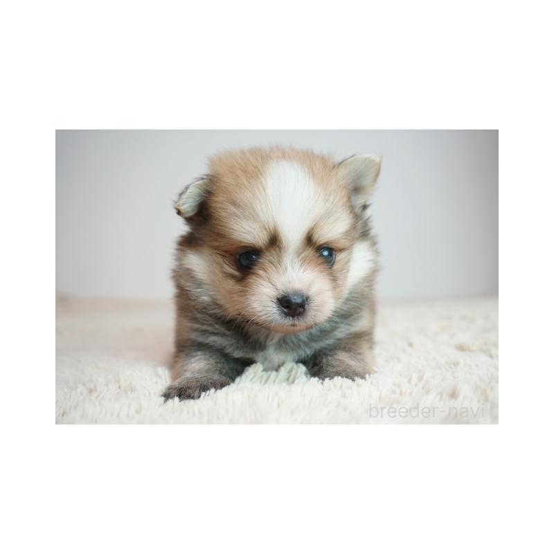 販売中の奈良県のミックス犬-422633