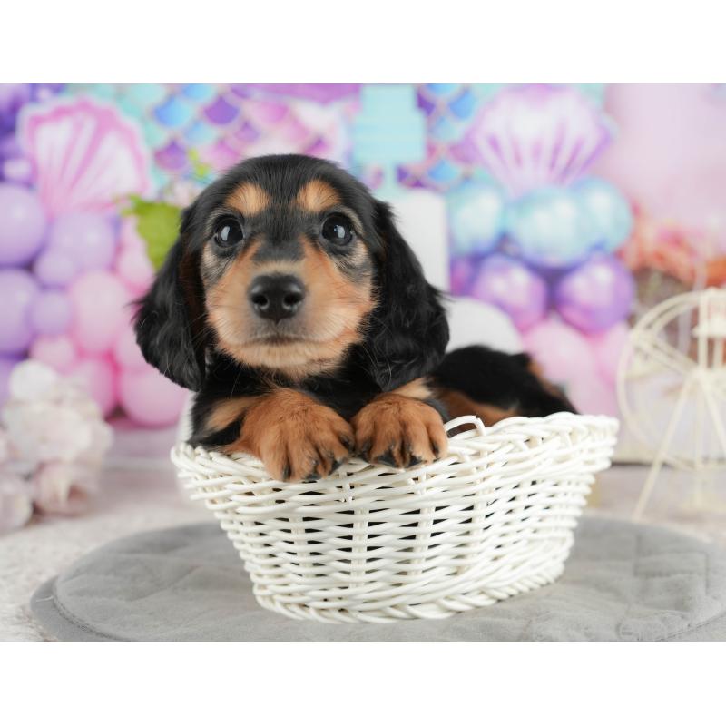 販売中の静岡県のミニチュアダックスフンド(ロングヘアード)-423127の14枚目