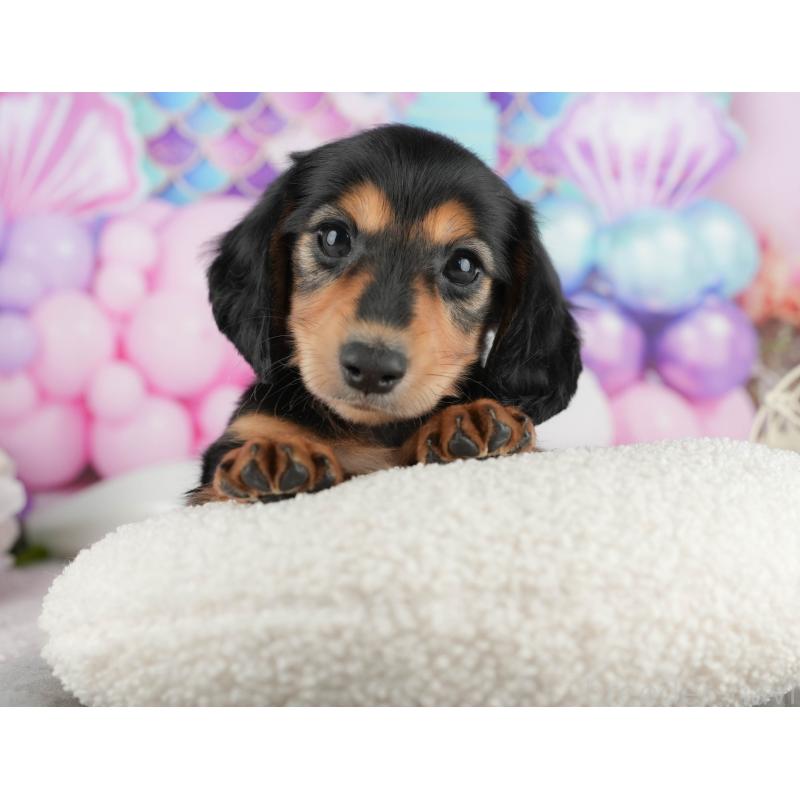 販売中の静岡県のミニチュアダックスフンド(ロングヘアード)-423127の12枚目