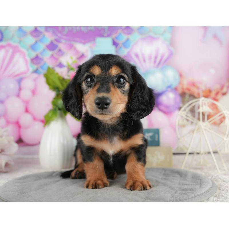 販売中の静岡県のミニチュアダックスフンド(ロングヘアード)-423127の11枚目