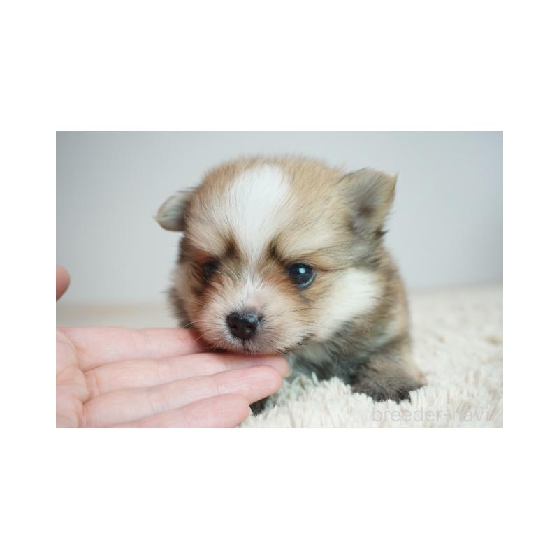 販売中の奈良県のミックス犬-422633の2枚目