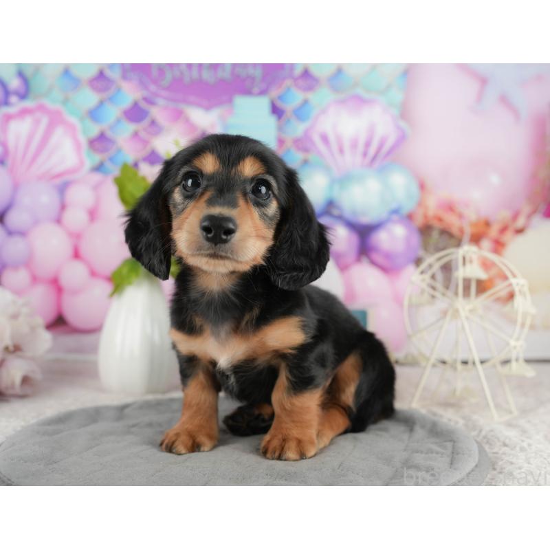 販売中の静岡県のミニチュアダックスフンド(ロングヘアード)-423127の10枚目