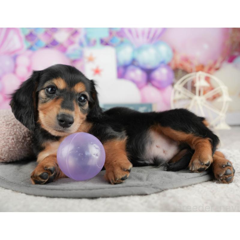 販売中の静岡県のミニチュアダックスフンド(ロングヘアード)-423127の9枚目